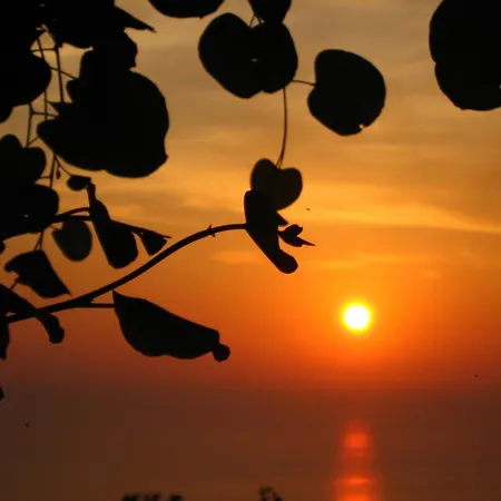 Georgia * Δρυμώνας